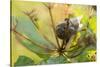 Copse snail on a plant natural green background-Paivi Vikstrom-Stretched Canvas