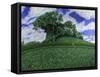 Copse-Anthony Amies-Framed Stretched Canvas