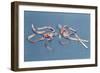 Copy of Two Medical Thermometers from the Museo Di Storia Della Scienza in Florence-null-Framed Giclee Print