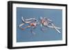 Copy of Two Medical Thermometers from the Museo Di Storia Della Scienza in Florence-null-Framed Giclee Print