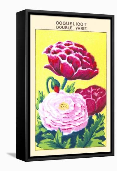 Coquelicot Double Varie-null-Framed Stretched Canvas