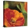 Coquelicots dans le soleil 2-Pierre Viollet-Stretched Canvas