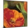 Coquelicots dans le soleil 2-Pierre Viollet-Mounted Art Print