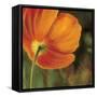 Coquelicots dans le soleil 3-Pierre Viollet-Framed Stretched Canvas