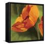 Coquelicots dans le soleil I-Pierre Viollet-Framed Stretched Canvas