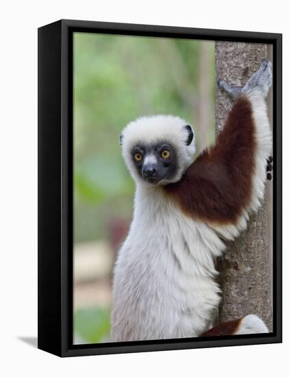 Coquerel's Sifaka, Ampijoroa, Ankarafantsika Reserve, Madagascar-Charles Sleicher-Framed Stretched Canvas