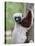 Coquerel's Sifaka, Ampijoroa, Ankarafantsika Reserve, Madagascar-Charles Sleicher-Stretched Canvas