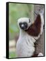 Coquerel's Sifaka, Ampijoroa, Ankarafantsika Reserve, Madagascar-Charles Sleicher-Framed Stretched Canvas