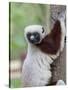 Coquerel's Sifaka, Ampijoroa, Ankarafantsika Reserve, Madagascar-Charles Sleicher-Stretched Canvas