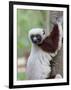 Coquerel's Sifaka, Ampijoroa, Ankarafantsika Reserve, Madagascar-Charles Sleicher-Framed Premium Photographic Print