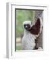 Coquerel's Sifaka, Ampijoroa, Ankarafantsika Reserve, Madagascar-Charles Sleicher-Framed Photographic Print