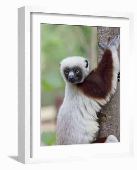 Coquerel's Sifaka, Ampijoroa, Ankarafantsika Reserve, Madagascar-Charles Sleicher-Framed Photographic Print