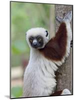 Coquerel's Sifaka, Ampijoroa, Ankarafantsika Reserve, Madagascar-Charles Sleicher-Mounted Photographic Print