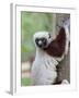 Coquerel's Sifaka, Ampijoroa, Ankarafantsika Reserve, Madagascar-Charles Sleicher-Framed Photographic Print