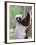 Coquerel's Sifaka, Ampijoroa, Ankarafantsika Reserve, Madagascar-Charles Sleicher-Framed Photographic Print