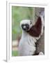 Coquerel's Sifaka, Ampijoroa, Ankarafantsika Reserve, Madagascar-Charles Sleicher-Framed Photographic Print