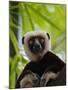 Coquerel's Sifaka, Perinet Reserve, Toamasina, Madagascar-Keren Su-Mounted Premium Photographic Print