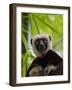 Coquerel's Sifaka, Perinet Reserve, Toamasina, Madagascar-Keren Su-Framed Photographic Print