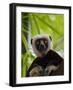 Coquerel's Sifaka, Perinet Reserve, Toamasina, Madagascar-Keren Su-Framed Photographic Print