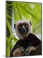 Coquerel's Sifaka, Perinet Reserve, Toamasina, Madagascar-Keren Su-Mounted Photographic Print