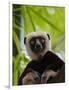 Coquerel's Sifaka, Perinet Reserve, Toamasina, Madagascar-Keren Su-Framed Photographic Print