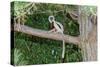 Coquerel's Sifaka (Propithecus Coquereli), Madagascar, Africa-G &-Stretched Canvas