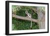 Coquerel's Sifaka (Propithecus Coquereli), Madagascar, Africa-G &-Framed Photographic Print