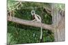 Coquerel's Sifaka (Propithecus Coquereli), Madagascar, Africa-G &-Mounted Photographic Print