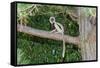 Coquerel's Sifaka (Propithecus Coquereli), Madagascar, Africa-G &-Framed Stretched Canvas