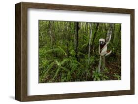 Coquerel's sifaka (Propithecus coquereli) Palmarium, Atsinanana, Madagascar-Lucas Bustamante-Framed Photographic Print