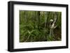 Coquerel's sifaka (Propithecus coquereli) Palmarium, Atsinanana, Madagascar-Lucas Bustamante-Framed Photographic Print