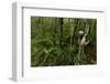 Coquerel's sifaka (Propithecus coquereli) Palmarium, Atsinanana, Madagascar-Lucas Bustamante-Framed Photographic Print