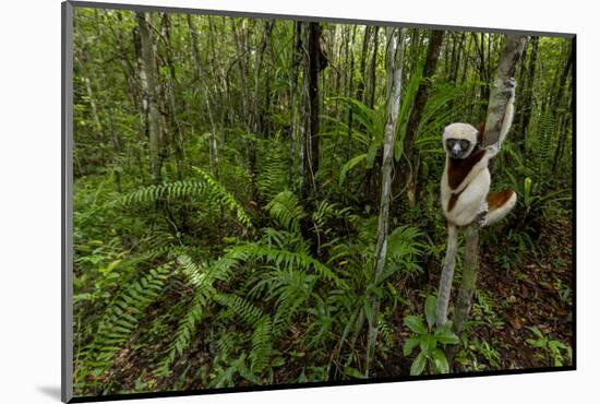 Coquerel's sifaka (Propithecus coquereli) Palmarium, Atsinanana, Madagascar-Lucas Bustamante-Mounted Photographic Print