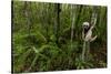 Coquerel's sifaka (Propithecus coquereli) Palmarium, Atsinanana, Madagascar-Lucas Bustamante-Stretched Canvas