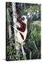 Coquerel's Sifaka-null-Stretched Canvas