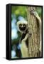 Coquerel's Sifaka-null-Framed Stretched Canvas