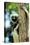 Coquerel's Sifaka-null-Stretched Canvas