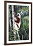 Coquerel's Sifaka-null-Framed Photographic Print