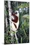 Coquerel's Sifaka-null-Mounted Photographic Print