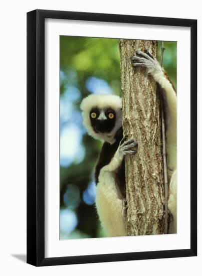 Coquerel's Sifaka-null-Framed Photographic Print