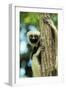 Coquerel's Sifaka-null-Framed Photographic Print