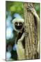 Coquerel's Sifaka-null-Mounted Photographic Print