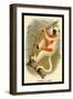 Coquerel's Sifaka-G.r. Waterhouse-Framed Art Print