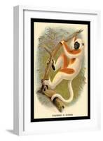 Coquerel's Sifaka-G.r. Waterhouse-Framed Art Print