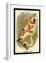 Coquerel's Sifaka-G.r. Waterhouse-Framed Art Print