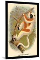 Coquerel's Sifaka-G.r. Waterhouse-Mounted Art Print