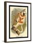 Coquerel's Sifaka-G.r. Waterhouse-Framed Art Print