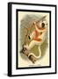 Coquerel's Sifaka-G.r. Waterhouse-Framed Art Print