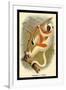 Coquerel's Sifaka-G.r. Waterhouse-Framed Art Print