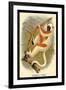 Coquerel's Sifaka-G.r. Waterhouse-Framed Art Print